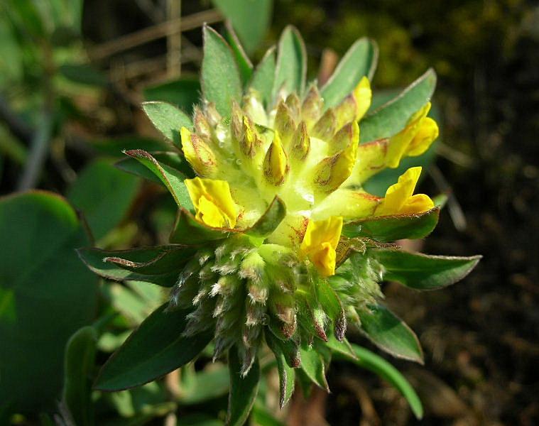 Anthyllis vulneraria / Vulneraria comune